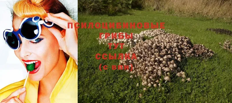 omg вход  Белогорск  Галлюциногенные грибы Psilocybe 